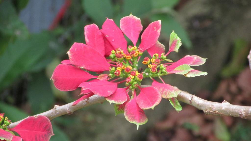 Pousada Laranja Lima Praia do Rosa Exteriör bild